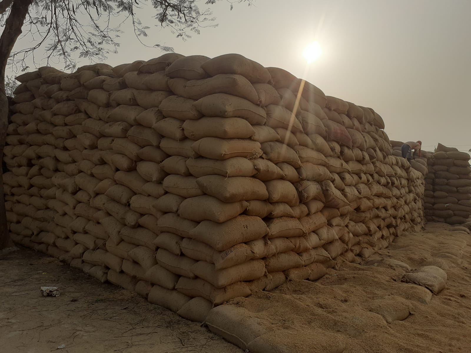 Large stack of stored rice sacks at the mill